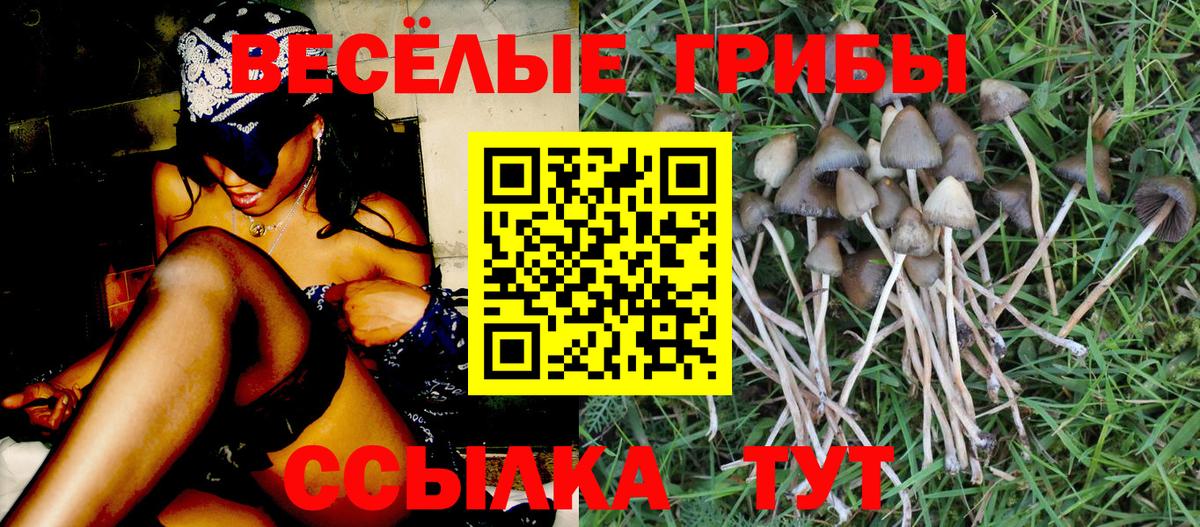 Вольск  Галлюциногенные грибы ЛСД  Галлюциногенные грибы прущие грибы  Вход с VPN 